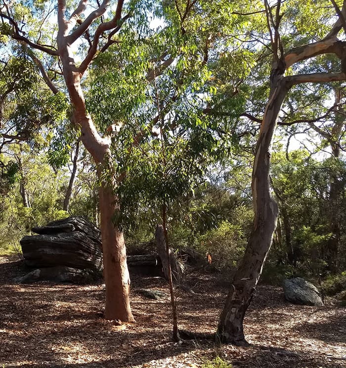 Consulting arborist assessing trees on the Central Coast