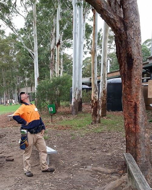 Arborist conducting tree assessment